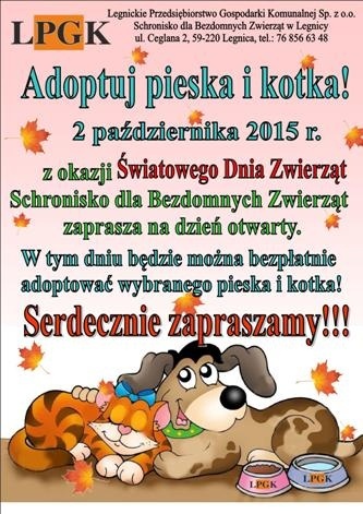 adopcja schronisko legnica